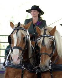 Molly and her Haflinger Team